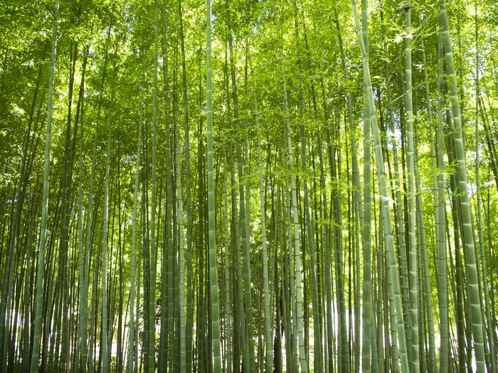 高清竹子竹林