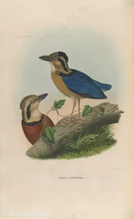 高清两只鸟装饰画油画图片