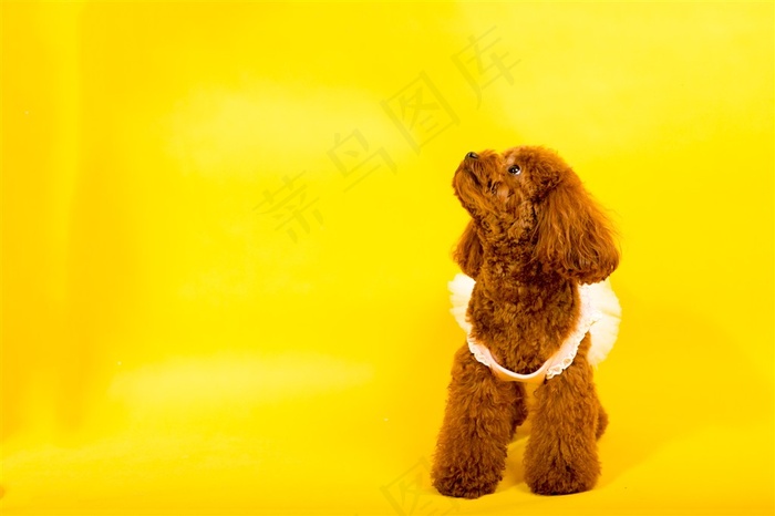 泰迪犬摄影素材