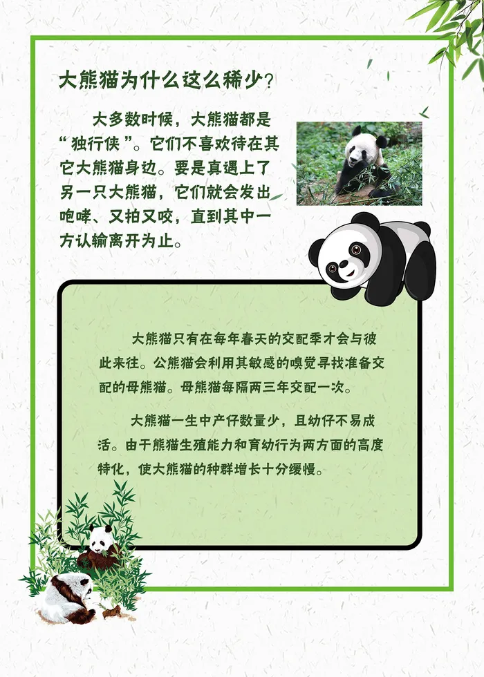 简约可爱的大熊猫知识海报psd模版下载