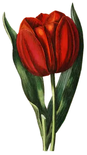 复古手绘植物花卉玫瑰花PNG免扣图案高清图片PS设计素材图