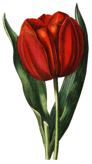 复古手绘植物花卉玫瑰花PNG免扣图案高清图片PS设计素材图