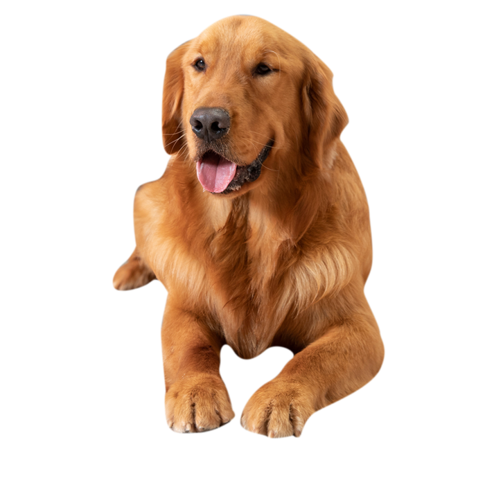 可爱金毛犬免扣素材