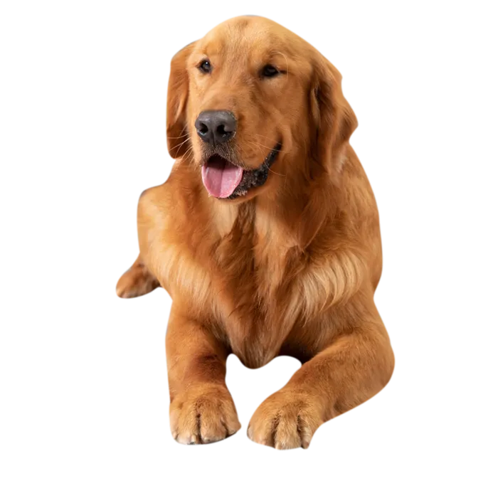 可爱金毛犬免扣素材