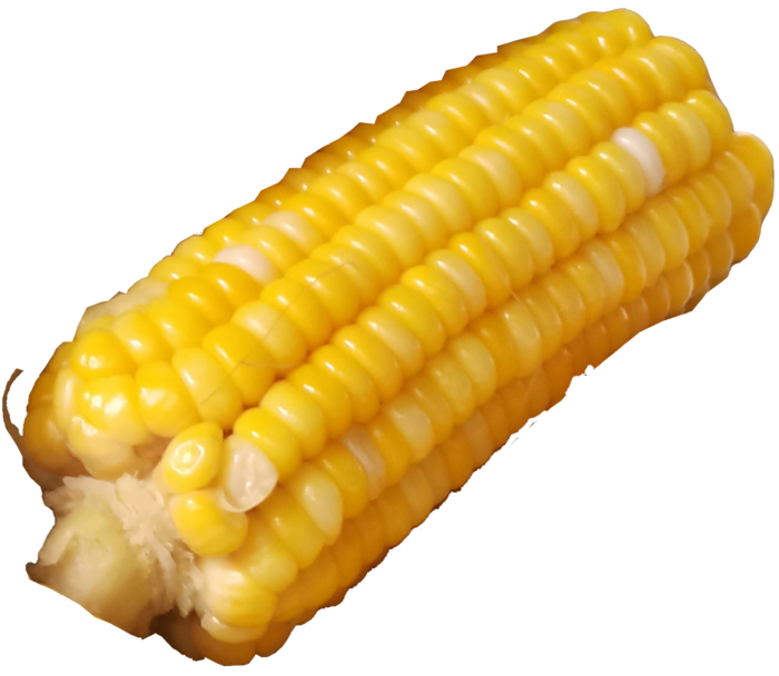 金黄色斜放水煮玉米免抠实拍摄影元素