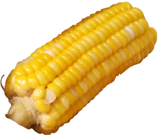 金黄色斜放水煮玉米免抠实拍摄影元素