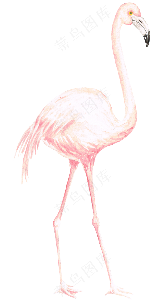 水彩插画-火烈鸟