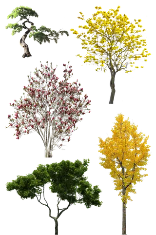 树木树枝树叶免扣素材