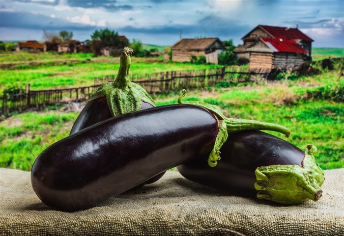 新鲜茄子特写高清图片