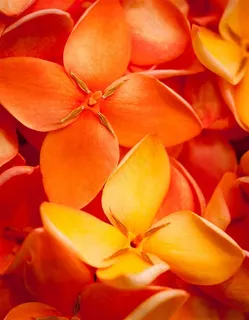 红色鲜花高清图片 红色鲜花高清图片