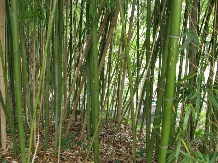 茂密的竹林图片
