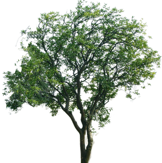 树木树枝树叶免扣素材