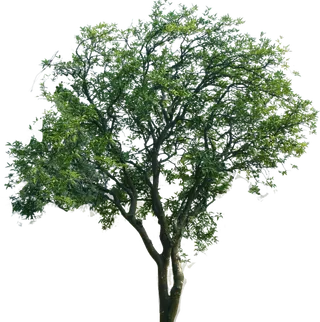 树木树枝树叶免扣素材