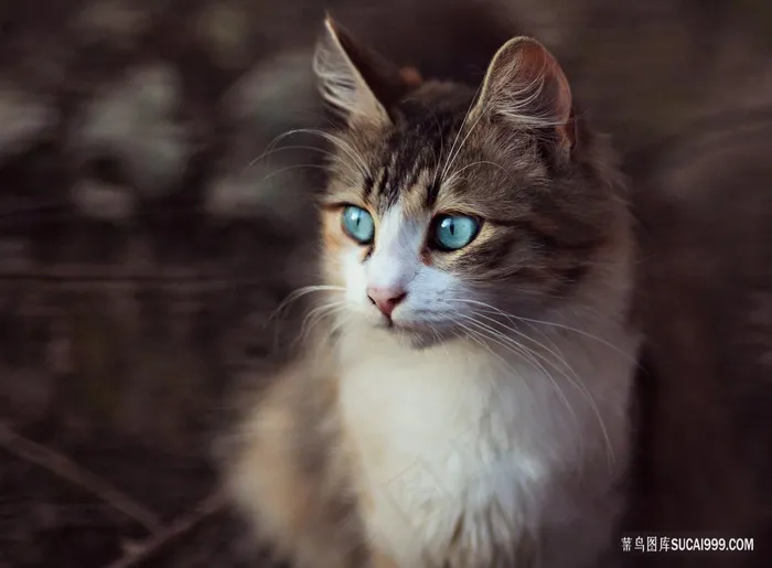 可爱猫咪图片素材