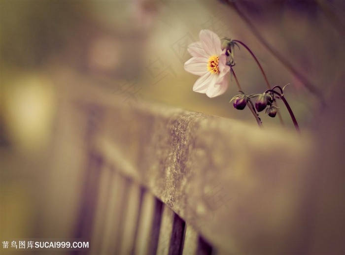 复古花卉时尚背景创意图