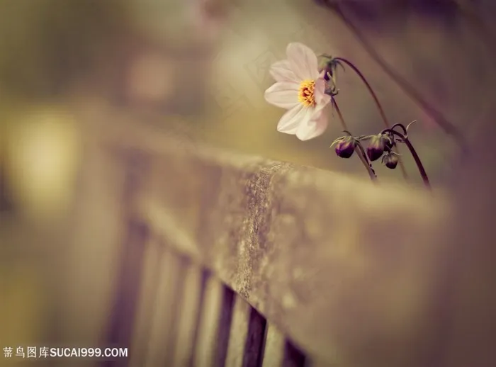 复古花卉时尚背景创意图