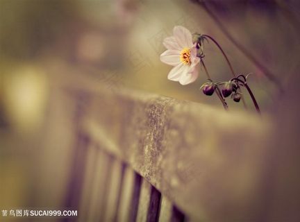 复古花卉时尚背景创意图