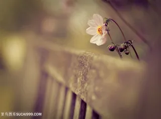 复古花卉时尚背景创意图