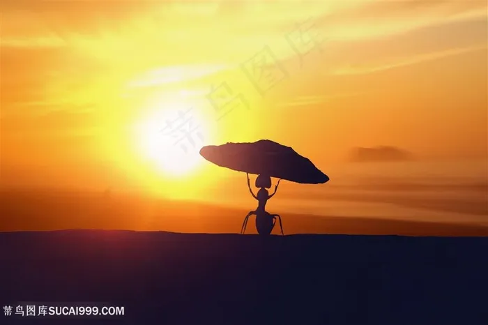 夕阳下的蚂蚁创意图片