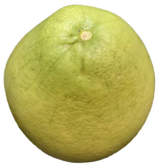 沙田柚红心柚蜜柚柚子水果免抠摄影实拍元素素材