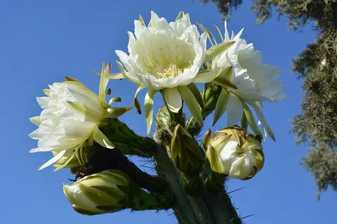 仙人掌花高清图片 仙人掌花高清图片