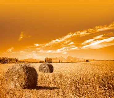 金色橙色五谷丰收海报丰收背景