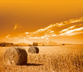 金色橙色五谷丰收海报丰收背景