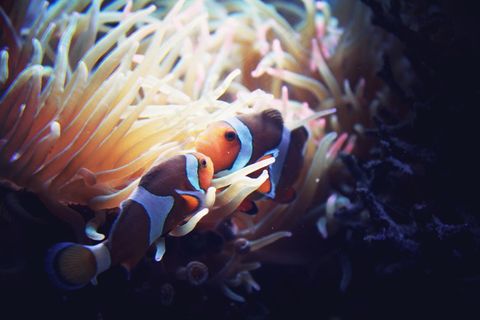 珊瑚丛小丑鱼图片