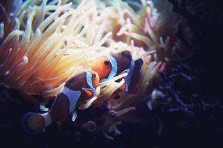 珊瑚丛小丑鱼图片