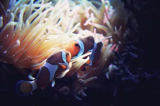 珊瑚丛小丑鱼图片