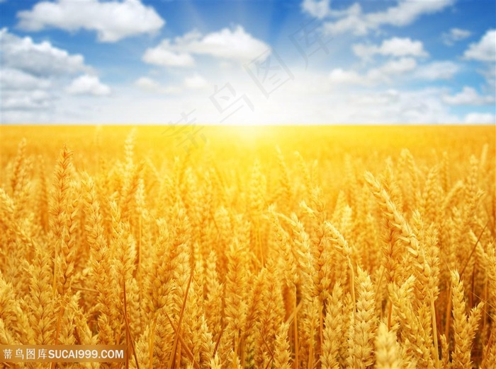 蓝天下的麦穗图片