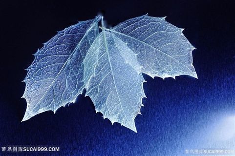 高清唯美树叶标本图片