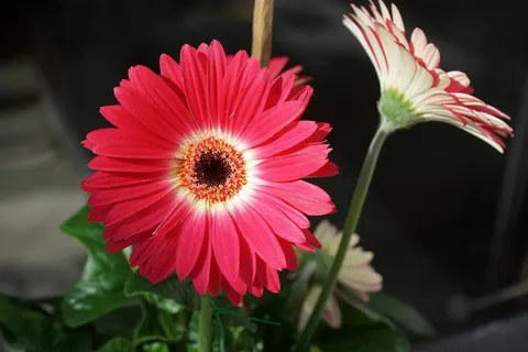 漂亮红菊花开花图片 漂亮红菊花开花图片