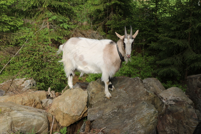 高山崖北山羊图片