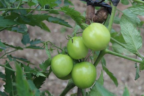 绿色番茄西红柿图片