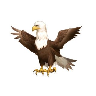 老鹰鸟动物免抠