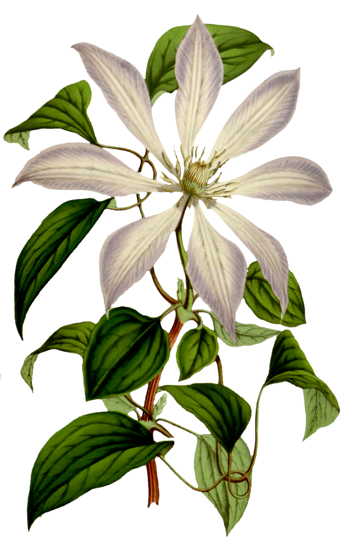 复古手绘植物花卉玫瑰花PNG免扣图案高清图片PS设计素材图