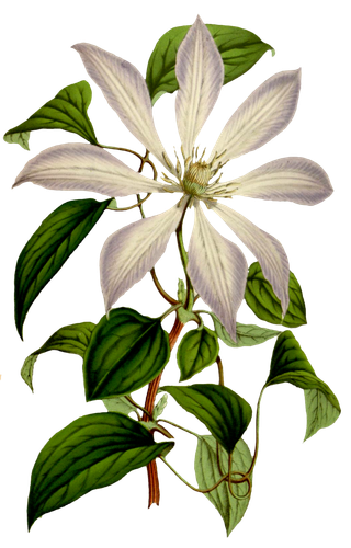 复古手绘植物花卉玫瑰花PNG免扣图案高清图片PS设计素材图