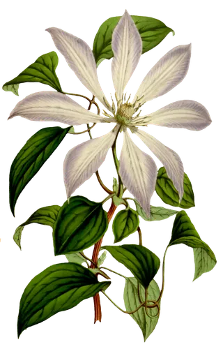 复古手绘植物花卉玫瑰花PNG免扣图案高清图片PS设计素材图