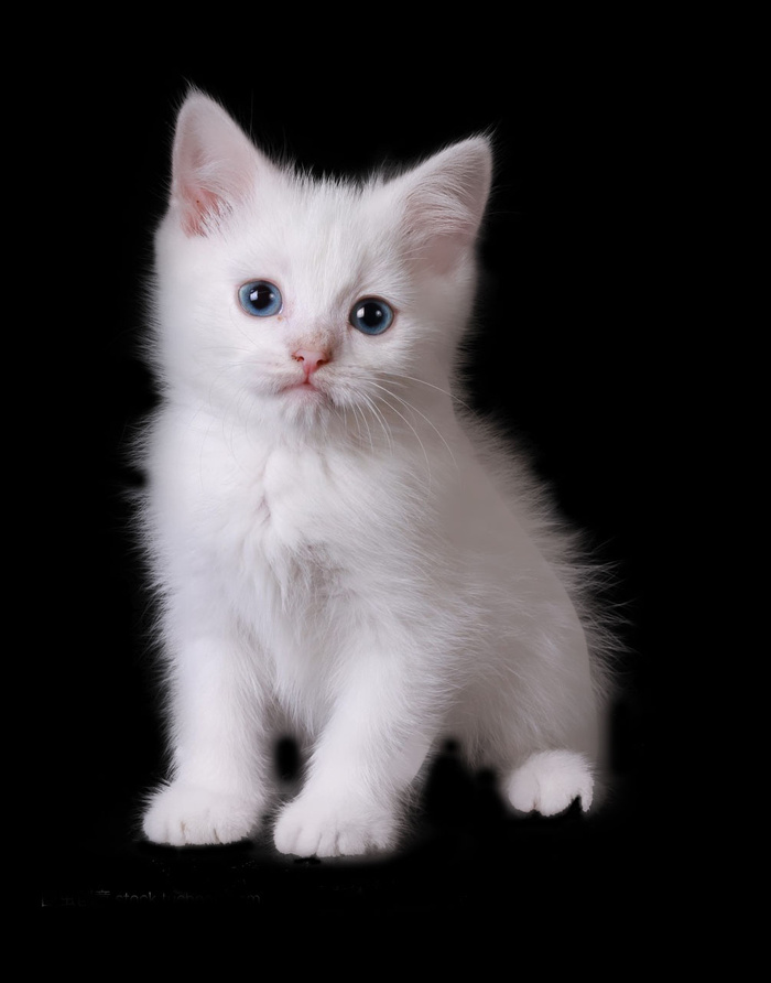 纯色背景猫咪psd模版下载