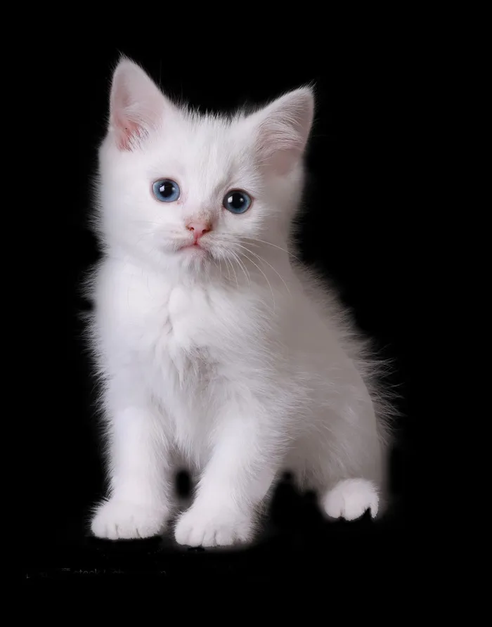 纯色背景猫咪psd模版下载