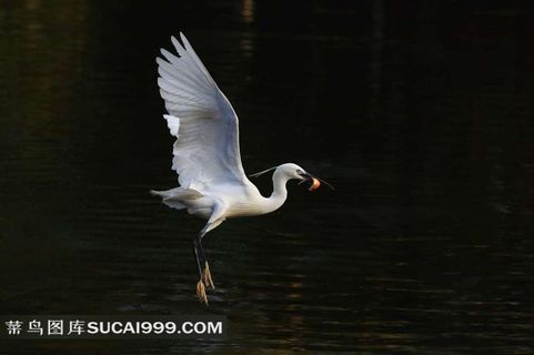 湖面上飞翔的白鹭