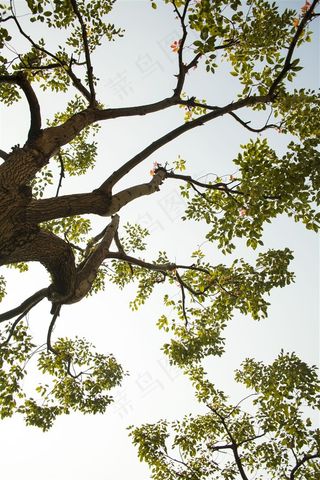 仰望大榕树枝繁叶茂