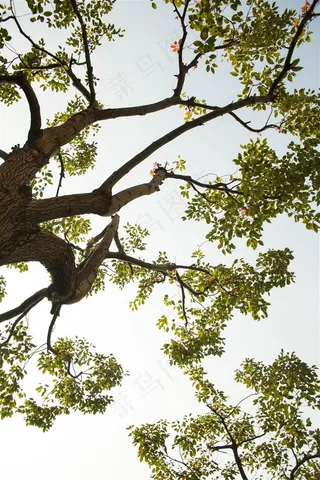 仰望大榕树枝繁叶茂
