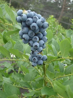 新鲜蓝莓高清图片 新鲜蓝莓高清图片