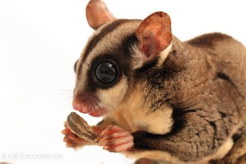 吃果冻的可爱蜜袋鼯高清图