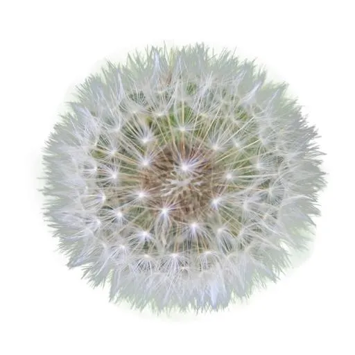 蒲公英免抠(512x512)
