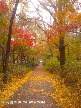 落叶的枫树走道