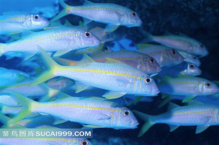 海洋生物深海鱼群高清写真大图