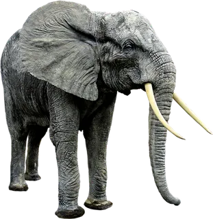动物大象素材 动物大象素材